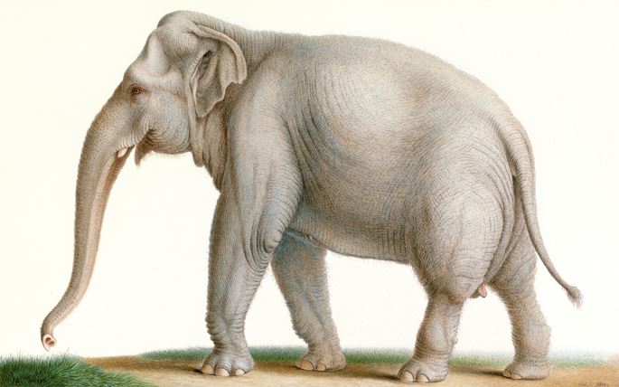 Nicolas II HUET - An Indian Elephant | MasterArt